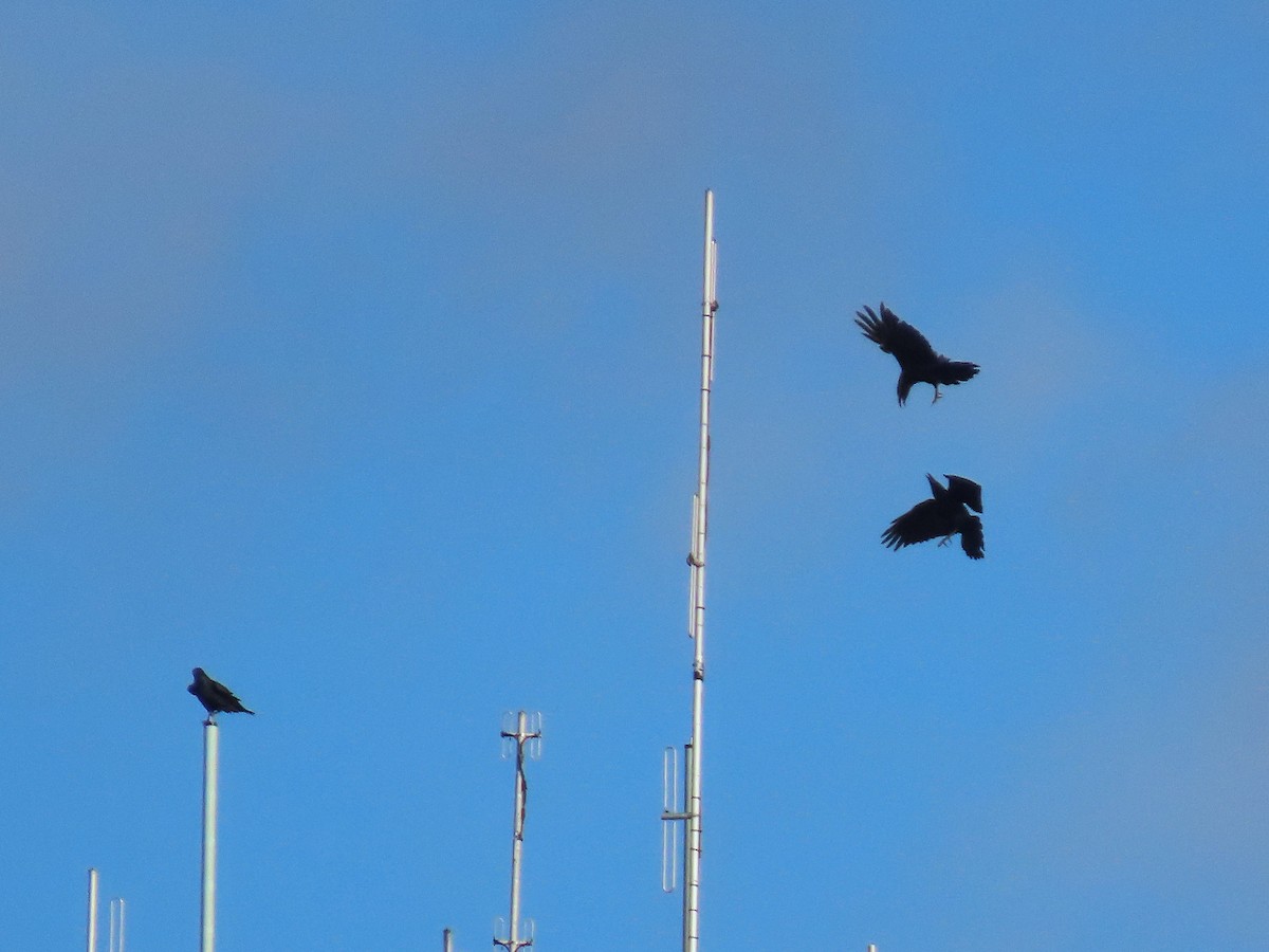 Erroi handia - ML645690290