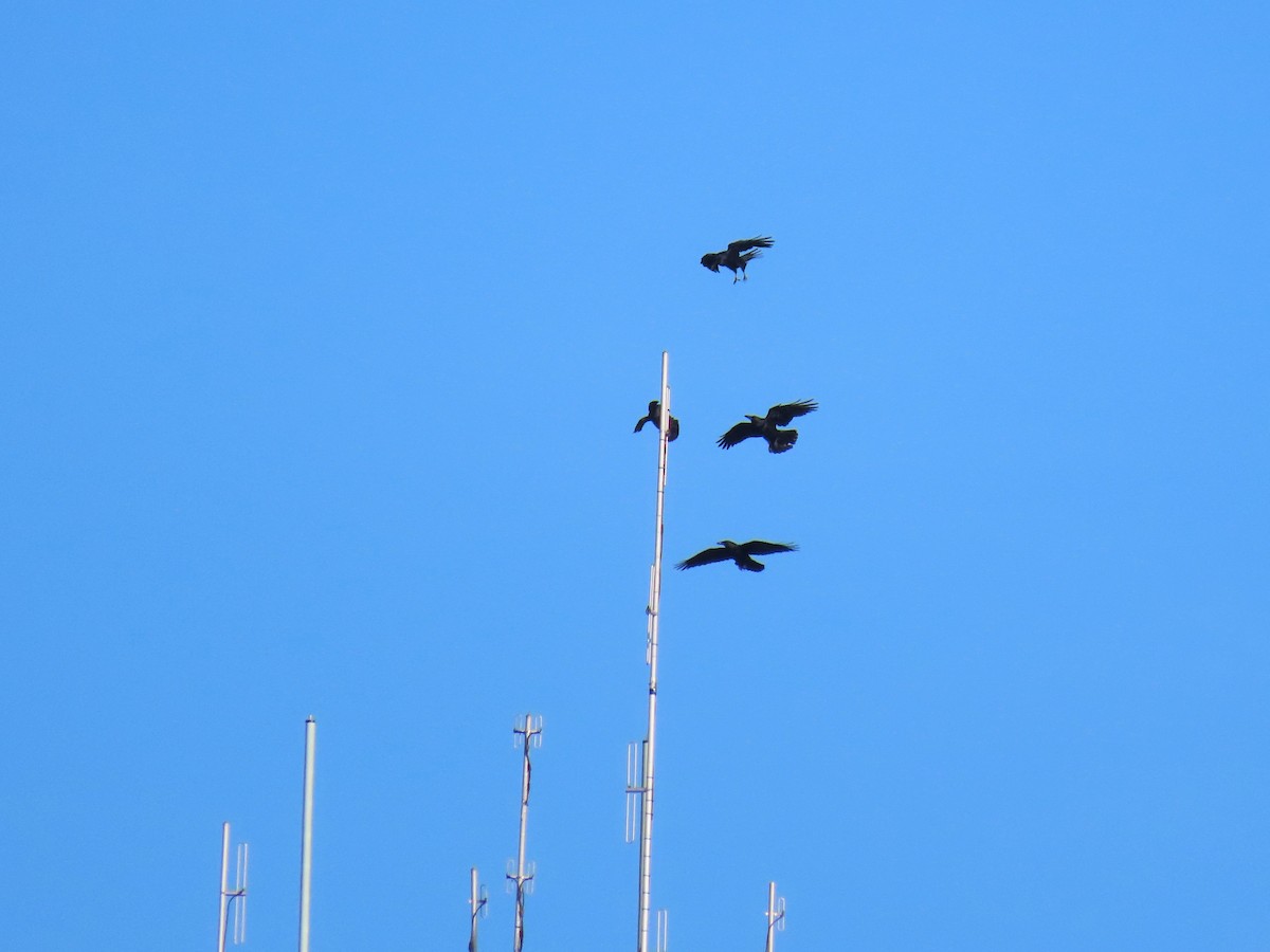 Erroi handia - ML645690291