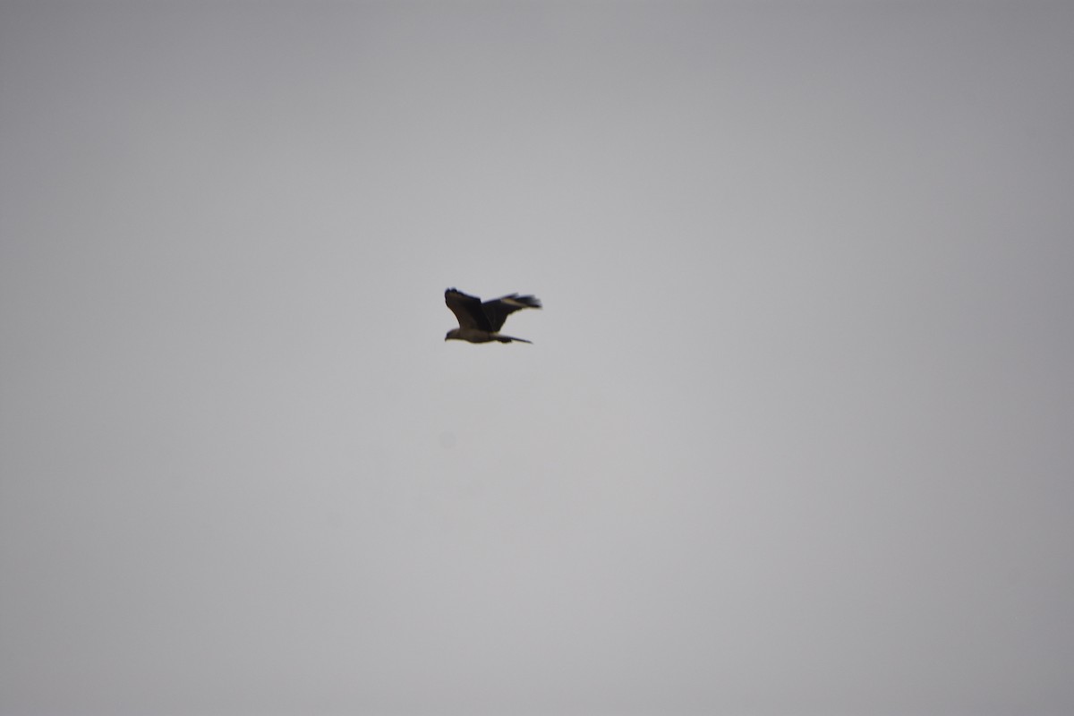 Yellow-headed Caracara - ML645690311