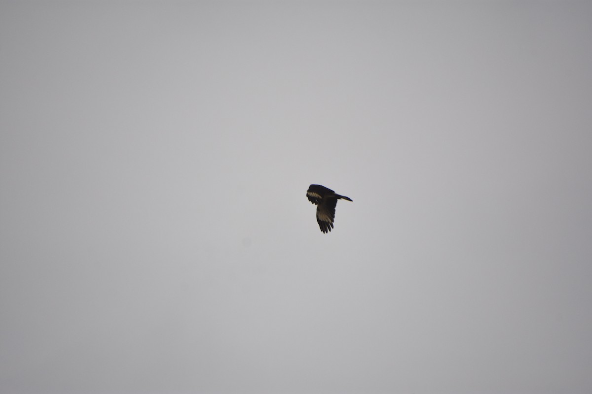 Yellow-headed Caracara - ML645690312