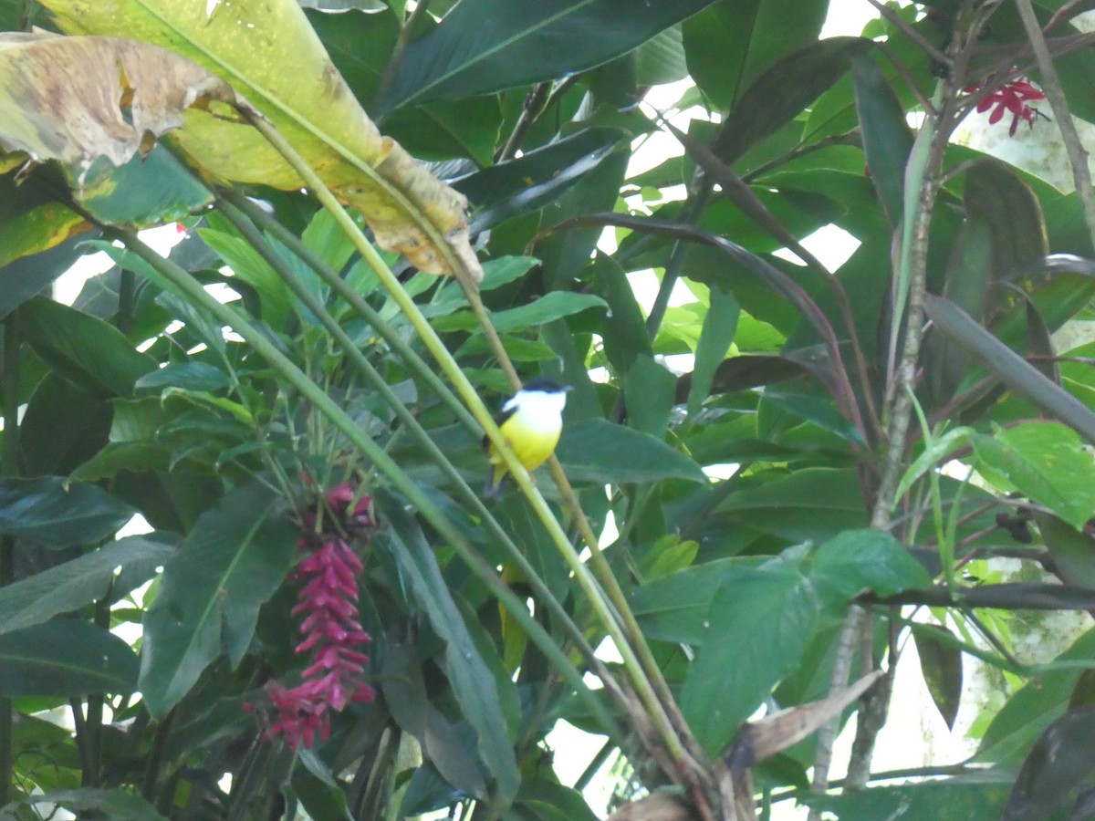 White-collared Manakin - ML645690313