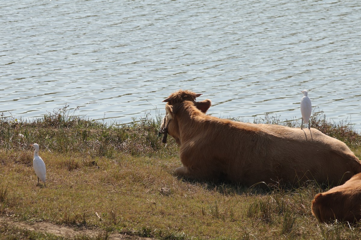 Eastern Cattle-Egret - ML645690316