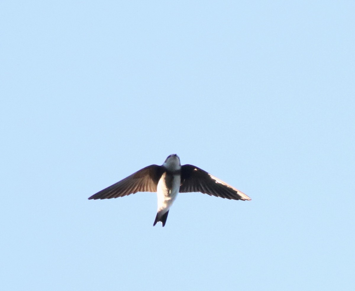 Bank Swallow - ML645690323