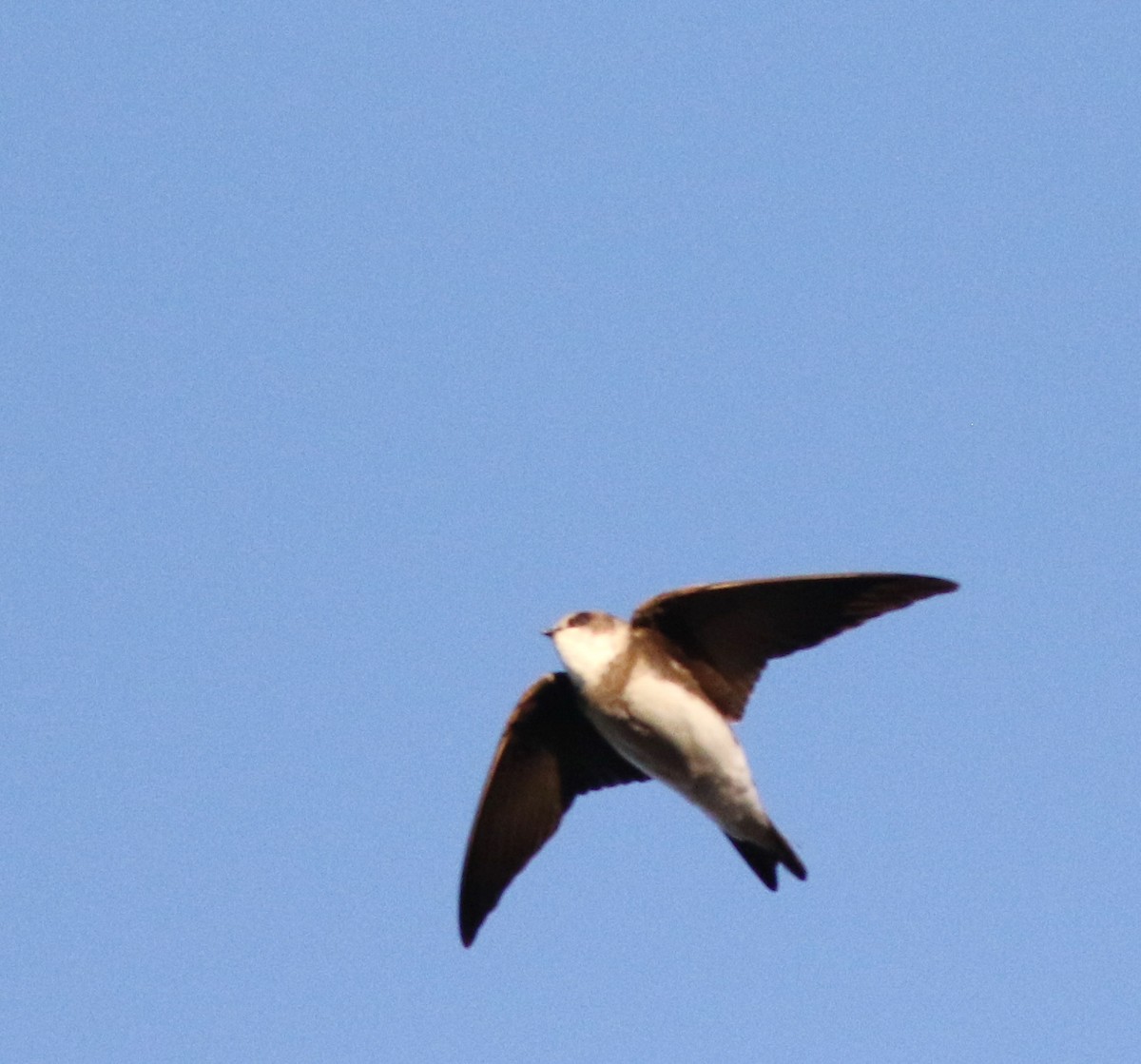 Bank Swallow - ML645690325