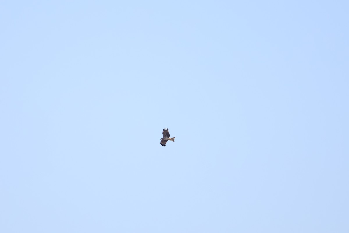 Black Kite (Black-eared) - ML645690329