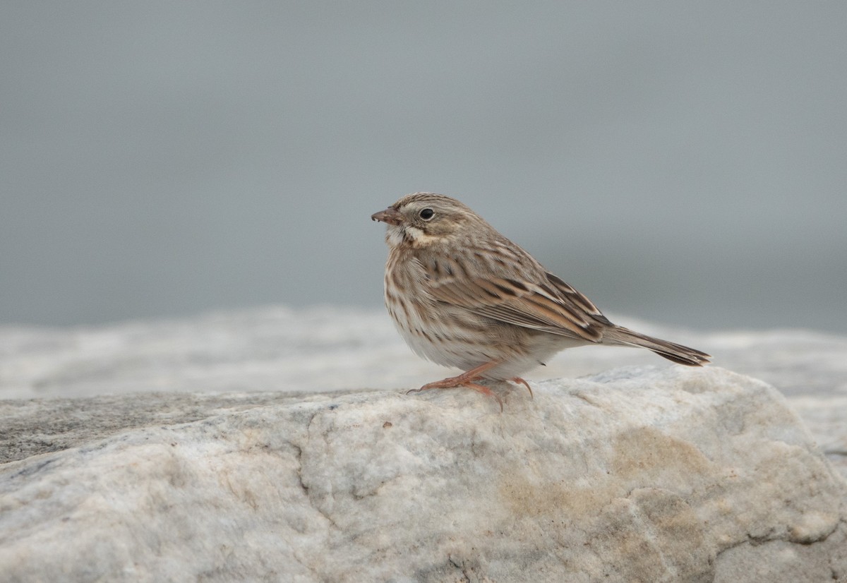 Savannah Sparrow (Ipswich) - ML645690339