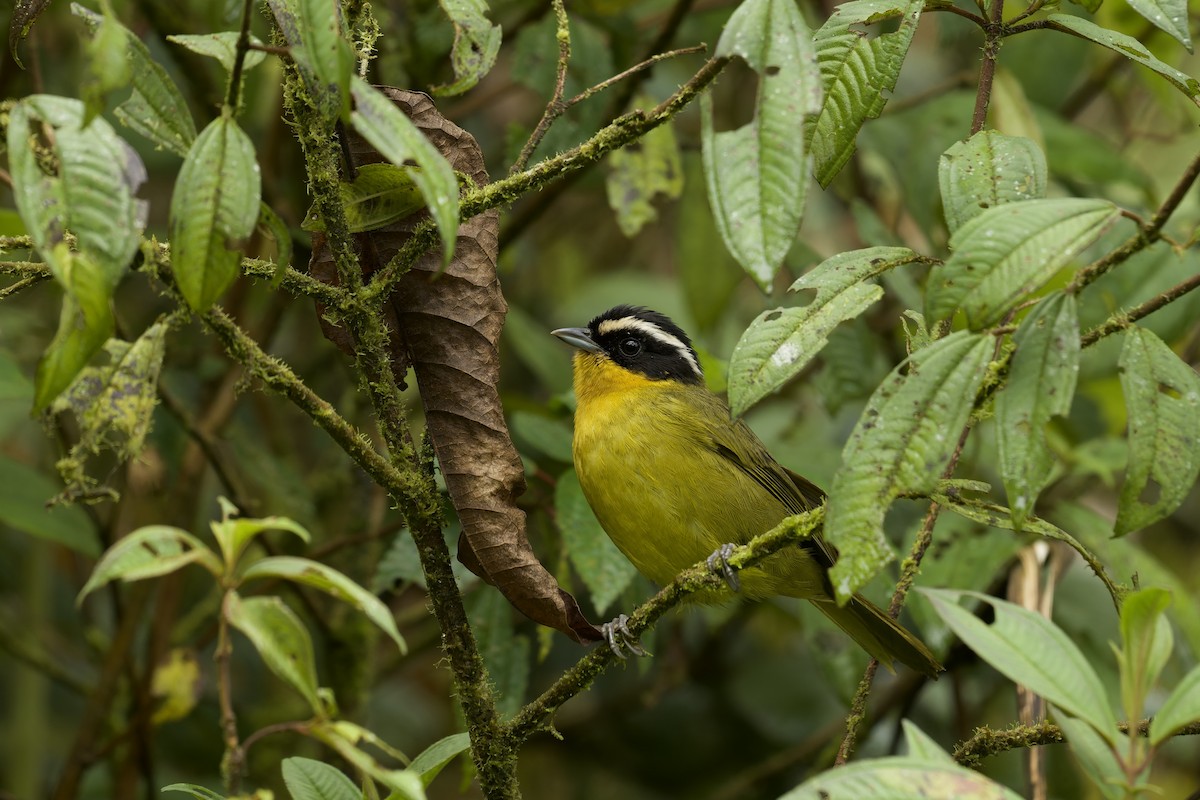 Black-capped Hemispingus (White-browed) - ML645690340