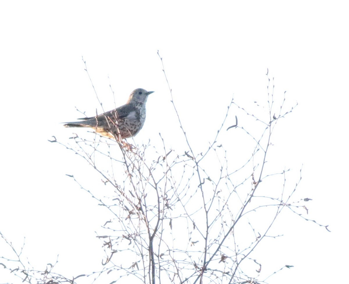 槲鶇 - ML645690341