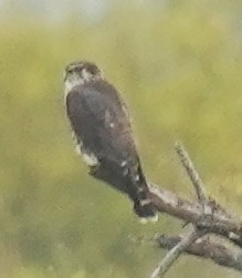 Merlin - ML645690349