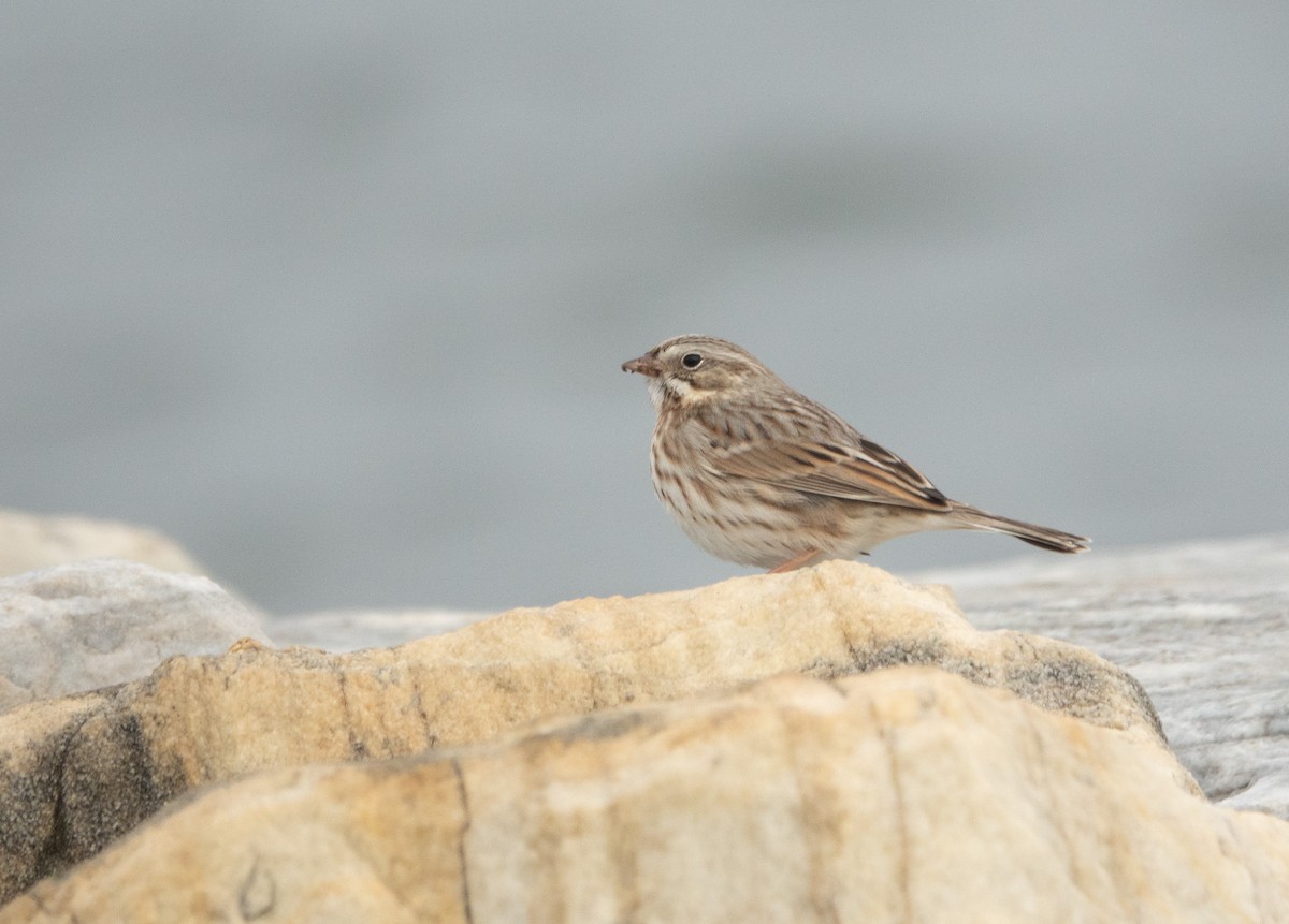 Savannah Sparrow (Ipswich) - ML645690350
