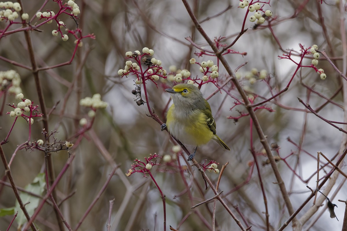White-eyed Vireo - ML645690359