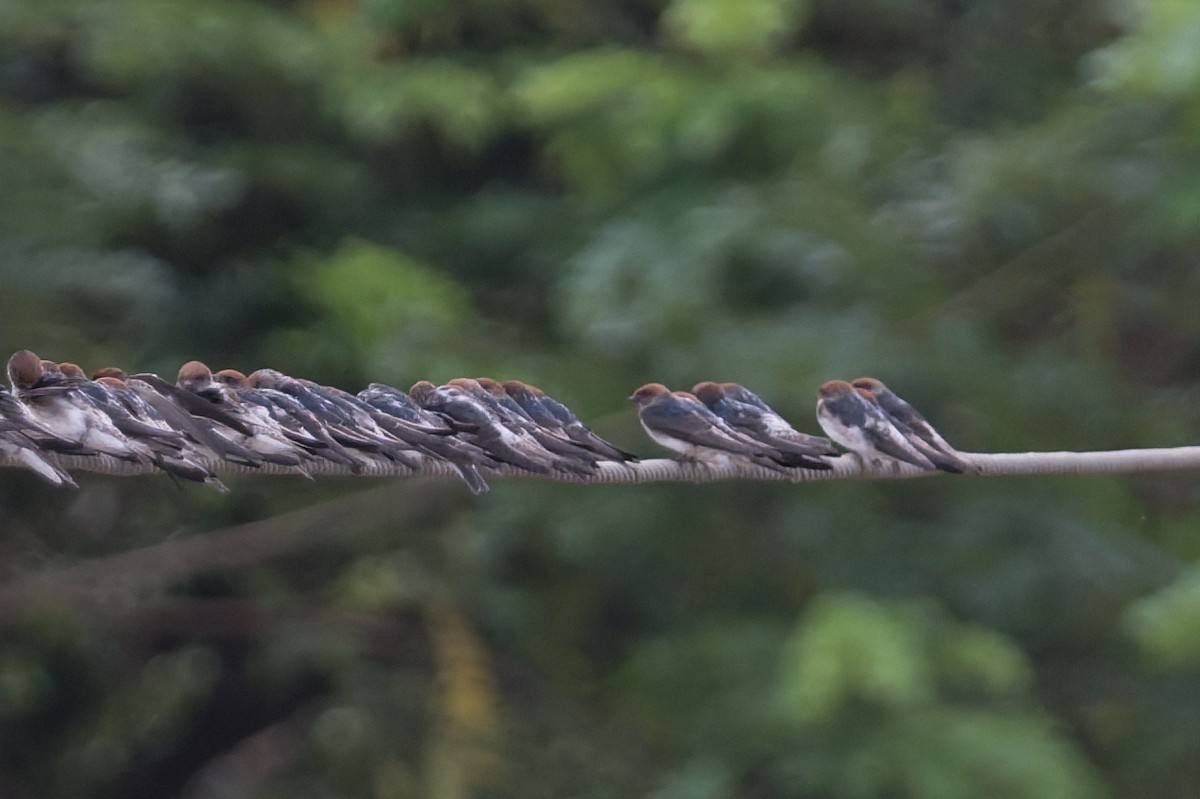 Streak-throated Swallow - ML645690367