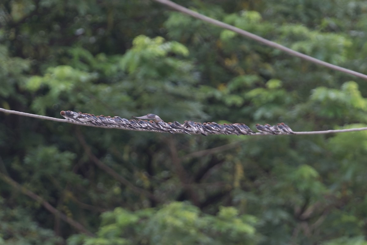 Streak-throated Swallow - ML645690368