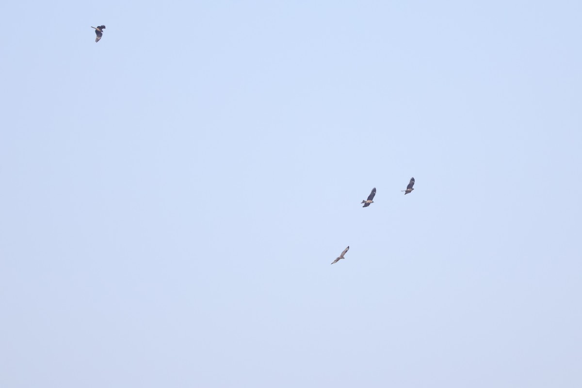 Eastern Buzzard - ML645690369