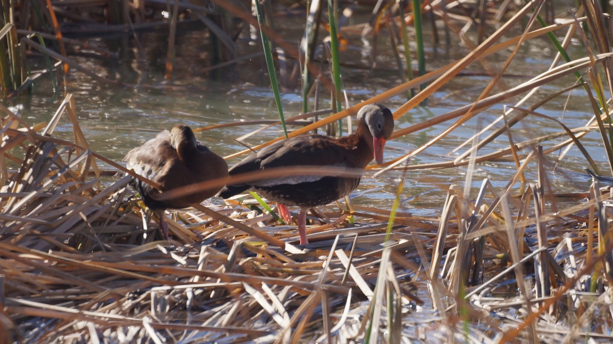 Rotschnabel-Pfeifgans - ML645690371