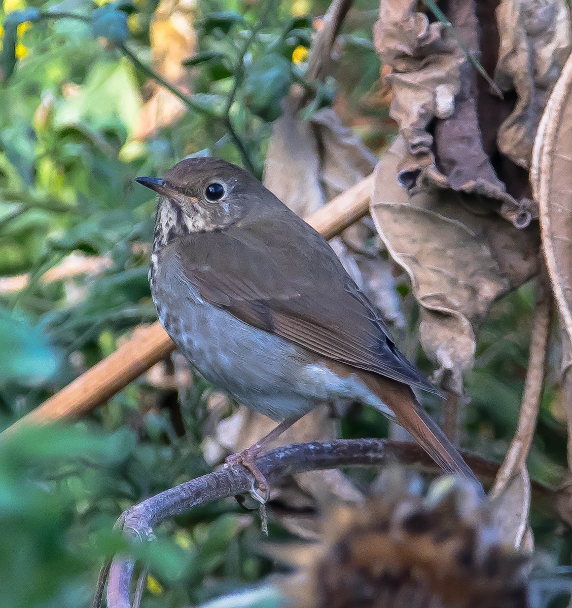 Grive solitaire - ML645690372