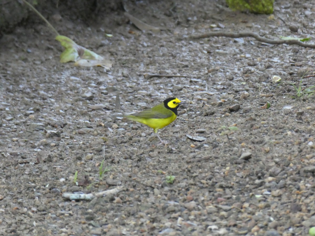 クロズキンアメリカムシクイ - ML645690377