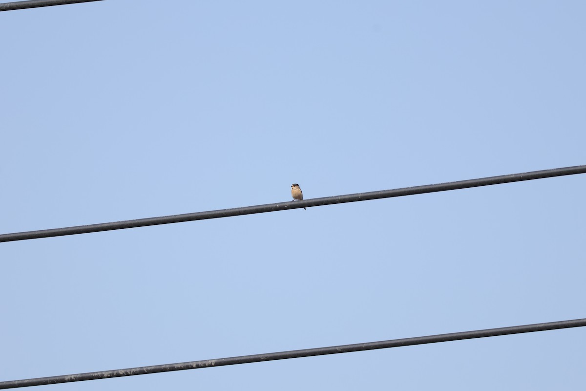 Silver-throated Tit - ML645690387