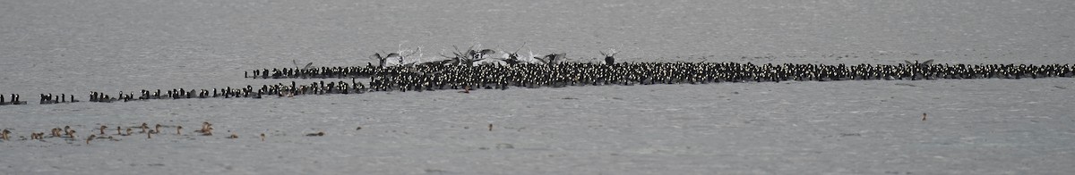 American Coot - ML645690392