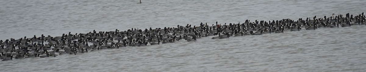 American Coot - ML645690393