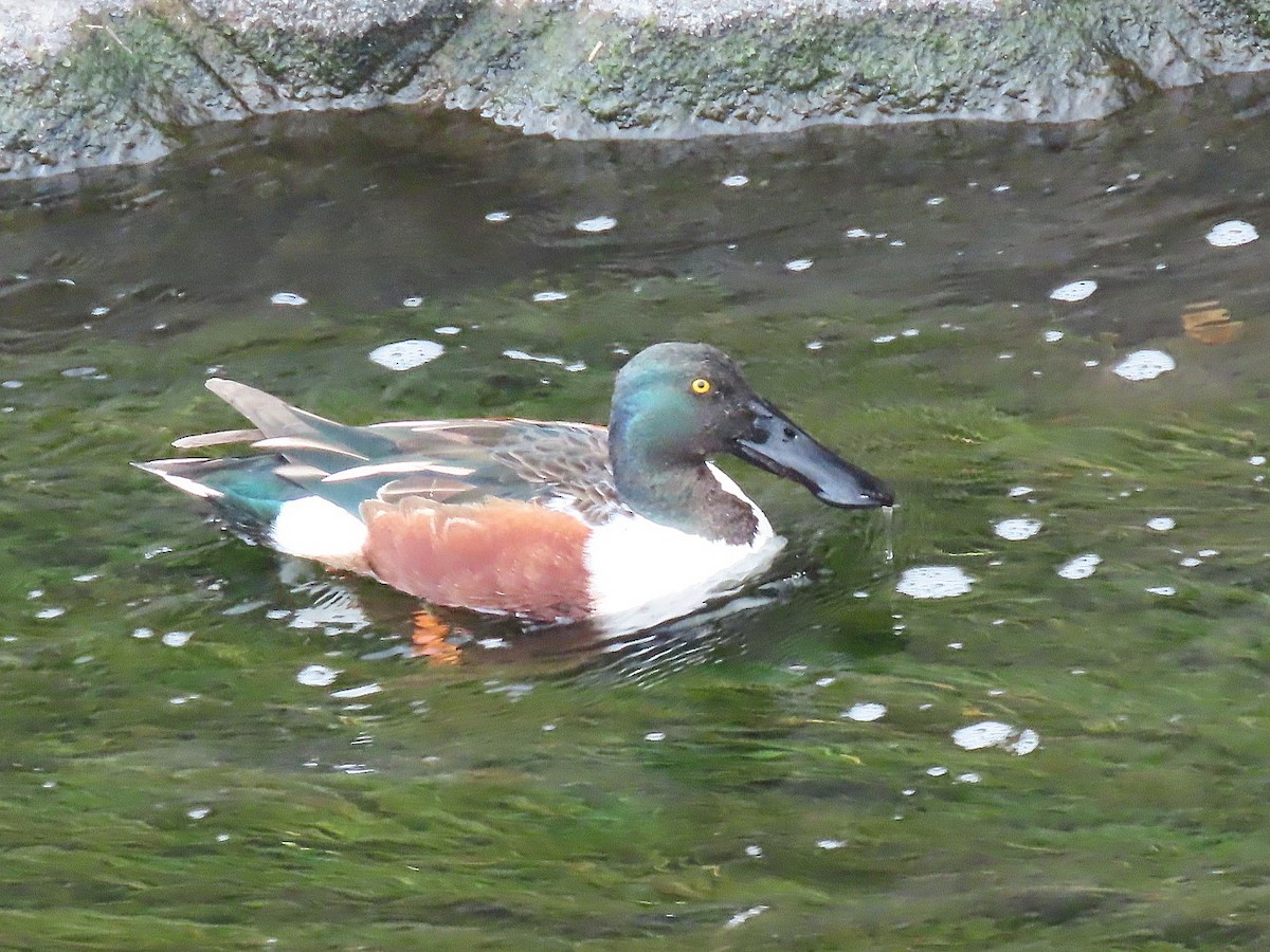 琵嘴鴨 - ML645690394