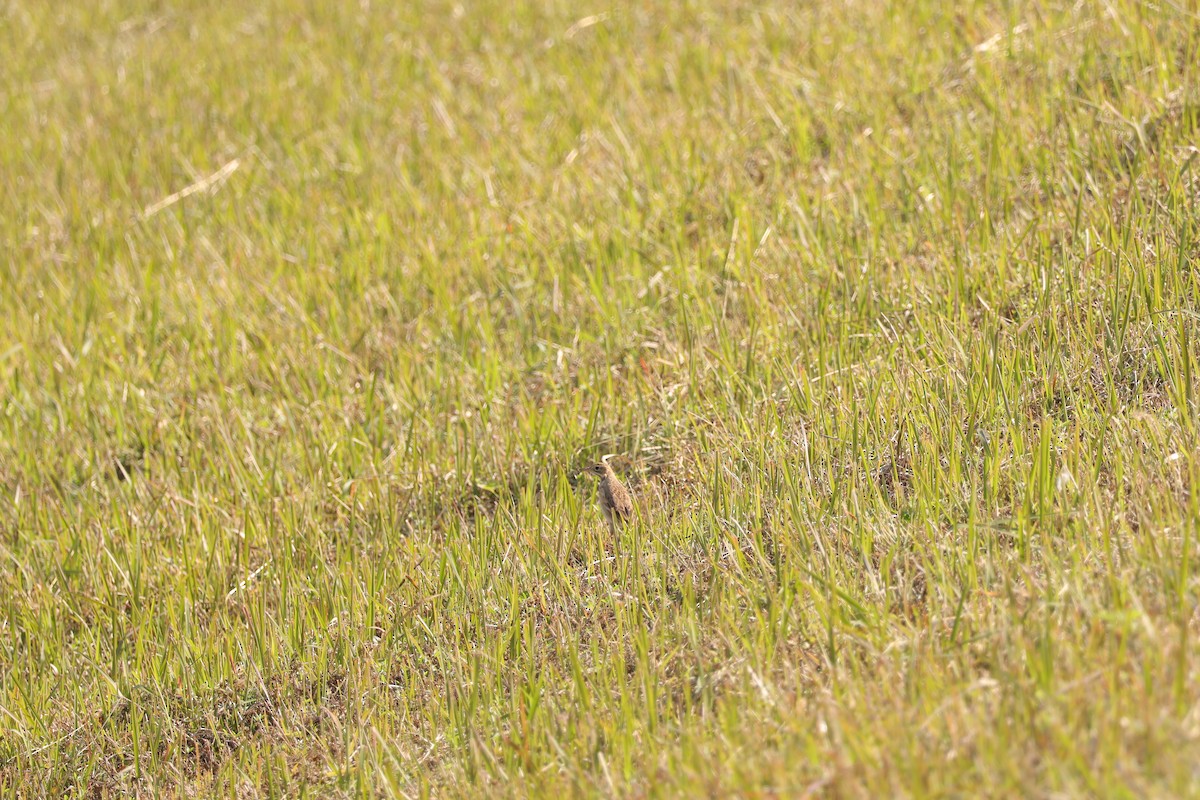 Bisbita de Richard - ML645690397