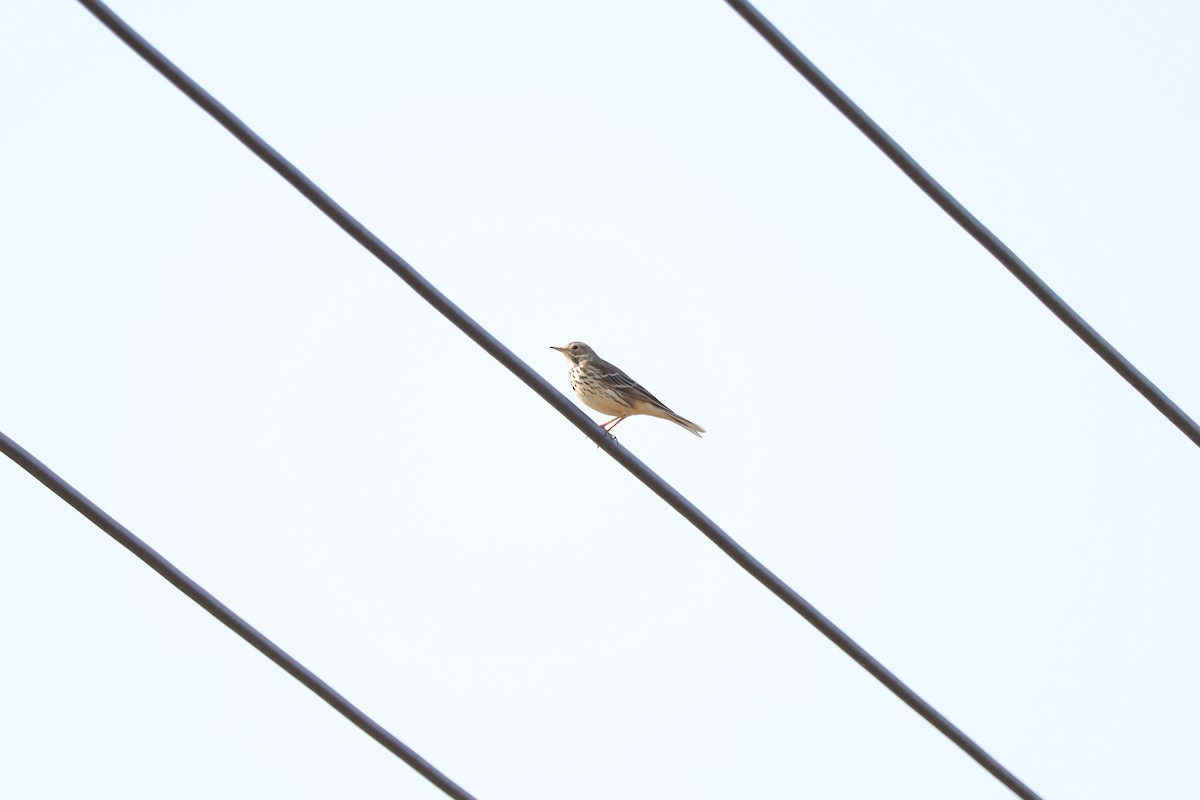 Siberian Pipit - ML645690402