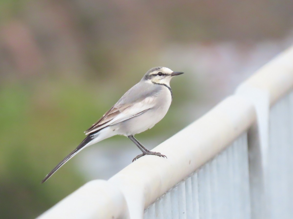 Lavandera Blanca - ML645690406