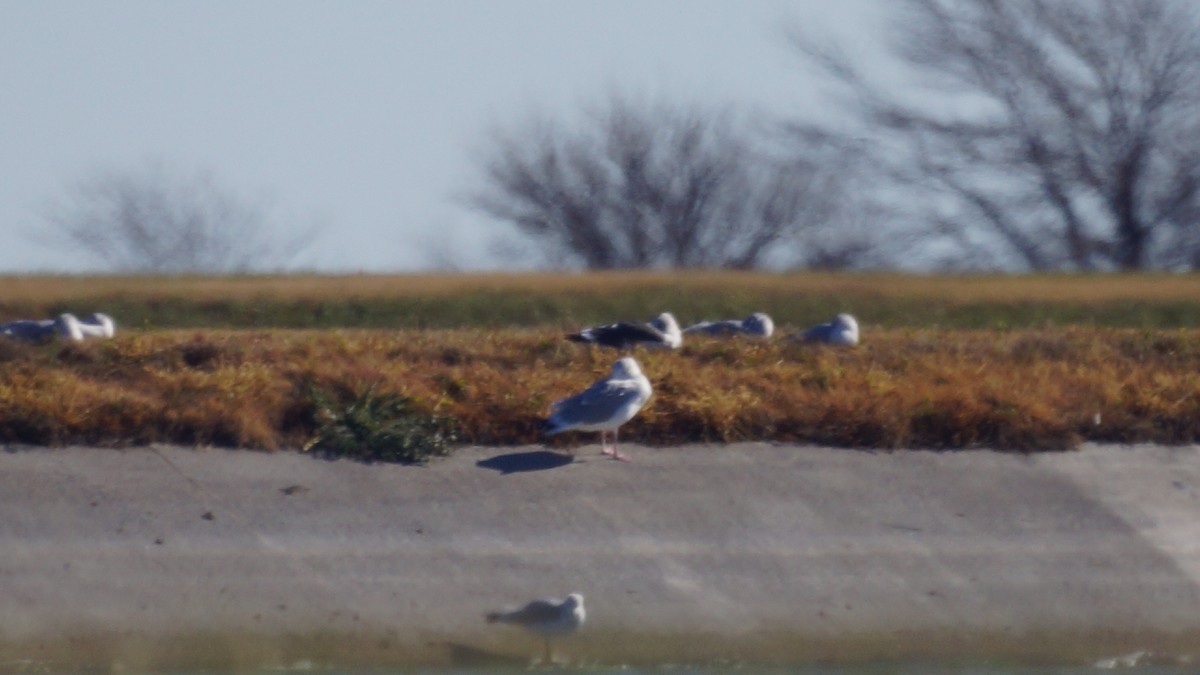 Heringsmöwe - ML645690408