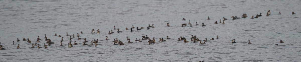 Pied-billed Grebe - ML645690419