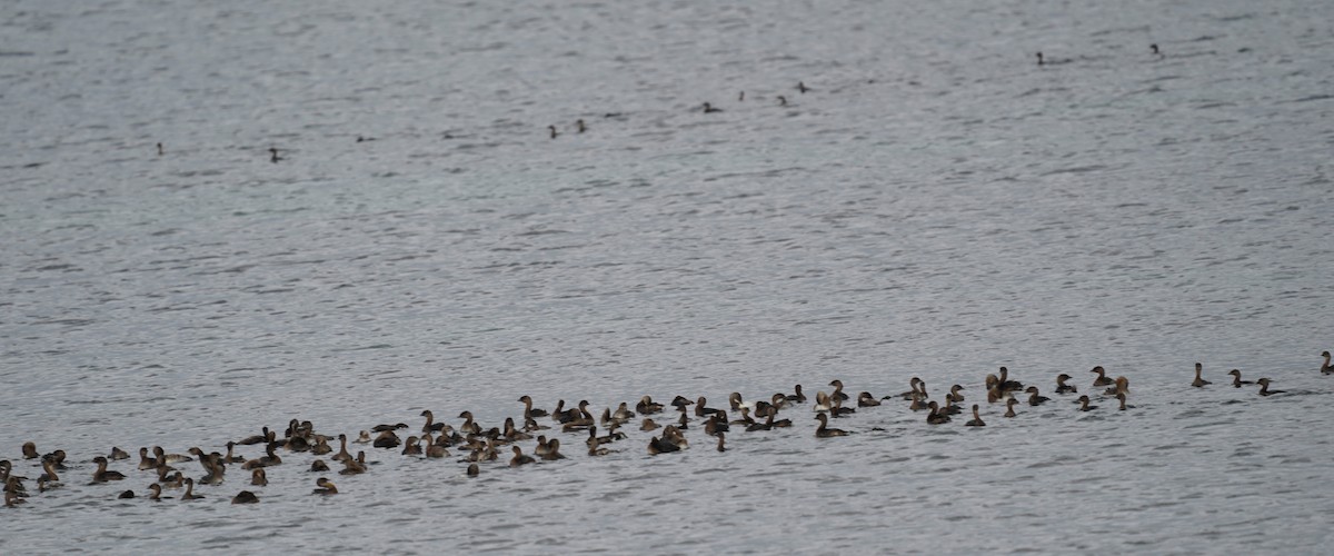 Pied-billed Grebe - ML645690420