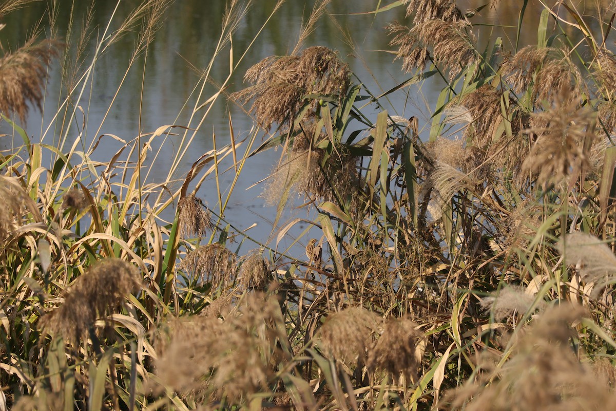 Chestnut-eared Bunting - ML645690431