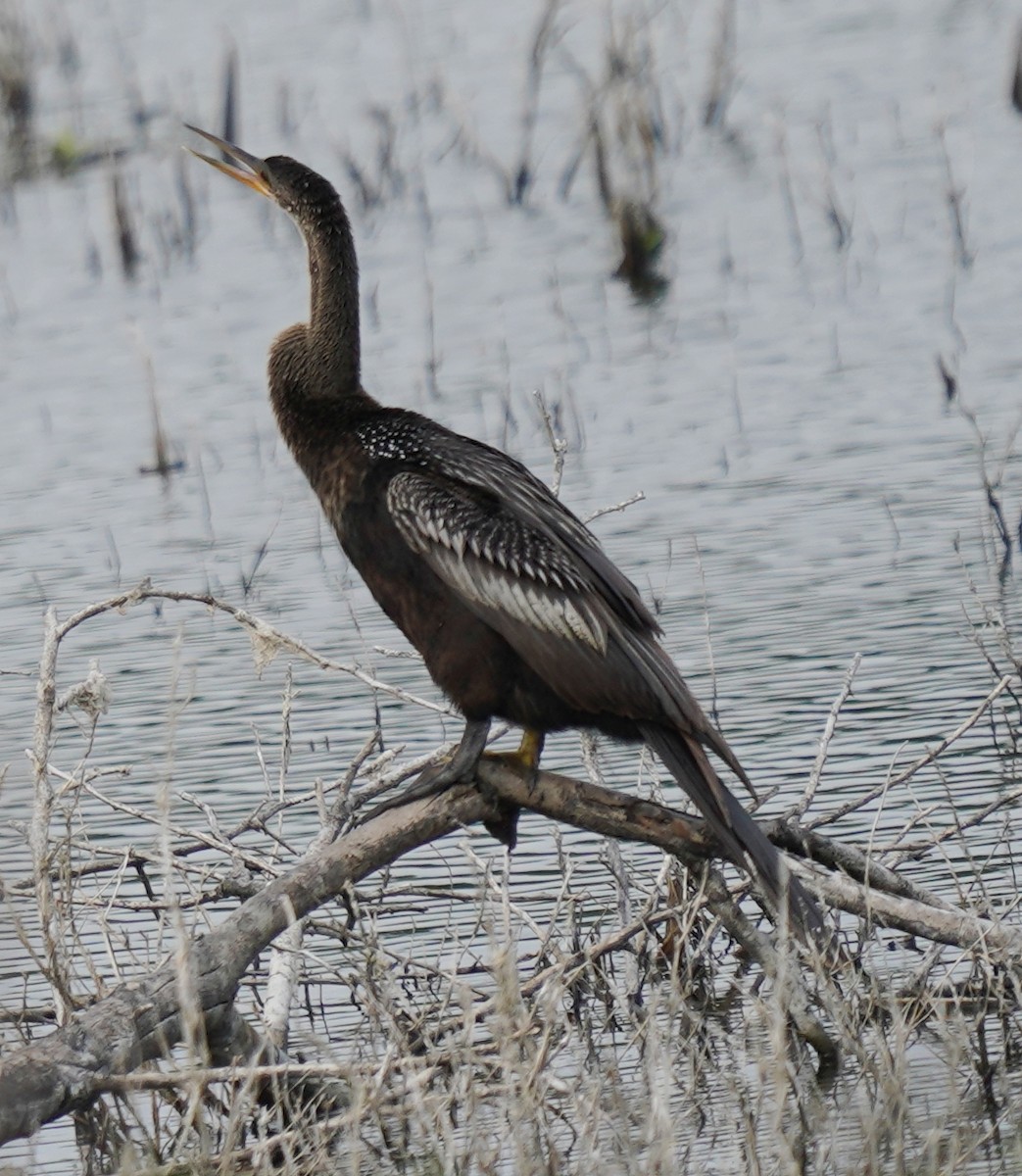 Anhinga - ML645690436