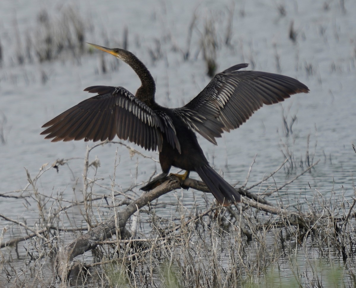 Anhinga - ML645690437