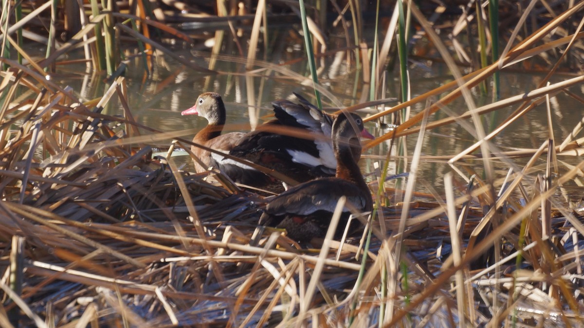 Rotschnabel-Pfeifgans - ML645690442