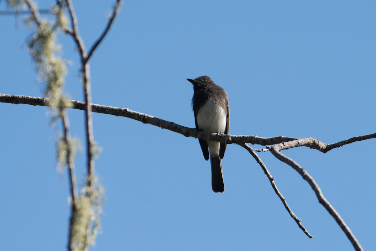 Black Phoebe - ML645690451