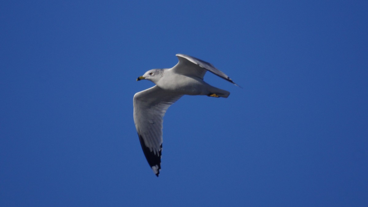 Делавэрская чайка - ML645690459