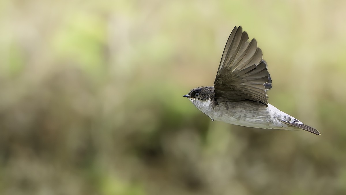 Сибирский воронок - ML645690461