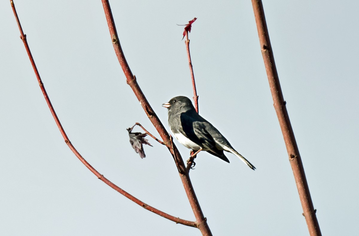 Dark-eyed Junco - ML645690462