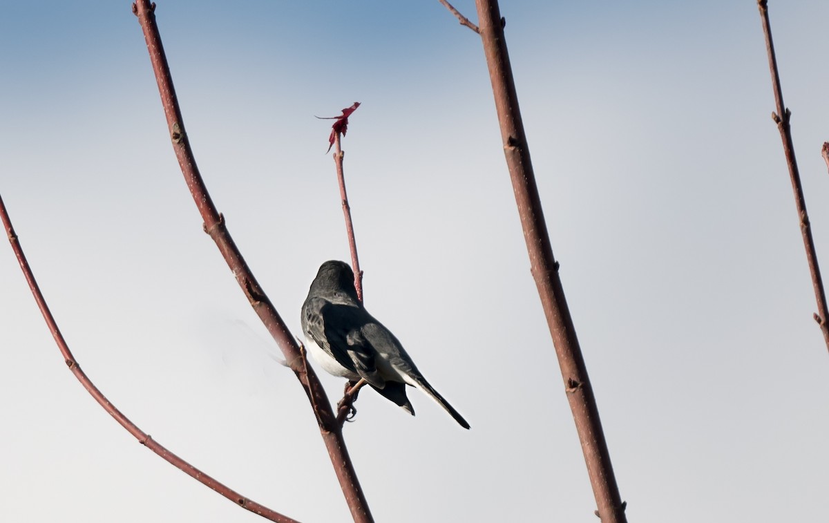 Dark-eyed Junco - ML645690463
