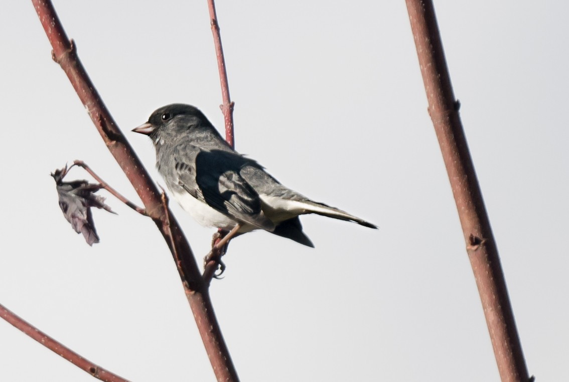 Серый юнко - ML645690464