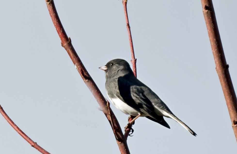 Dark-eyed Junco - ML645690465