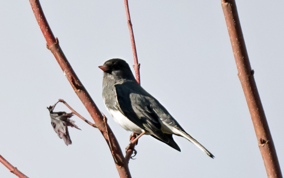 Dark-eyed Junco - ML645690466