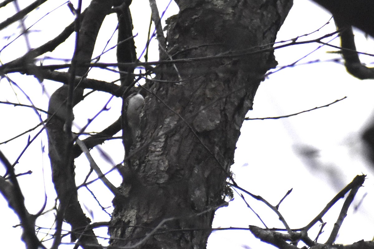 Американская пищуха - ML645690467