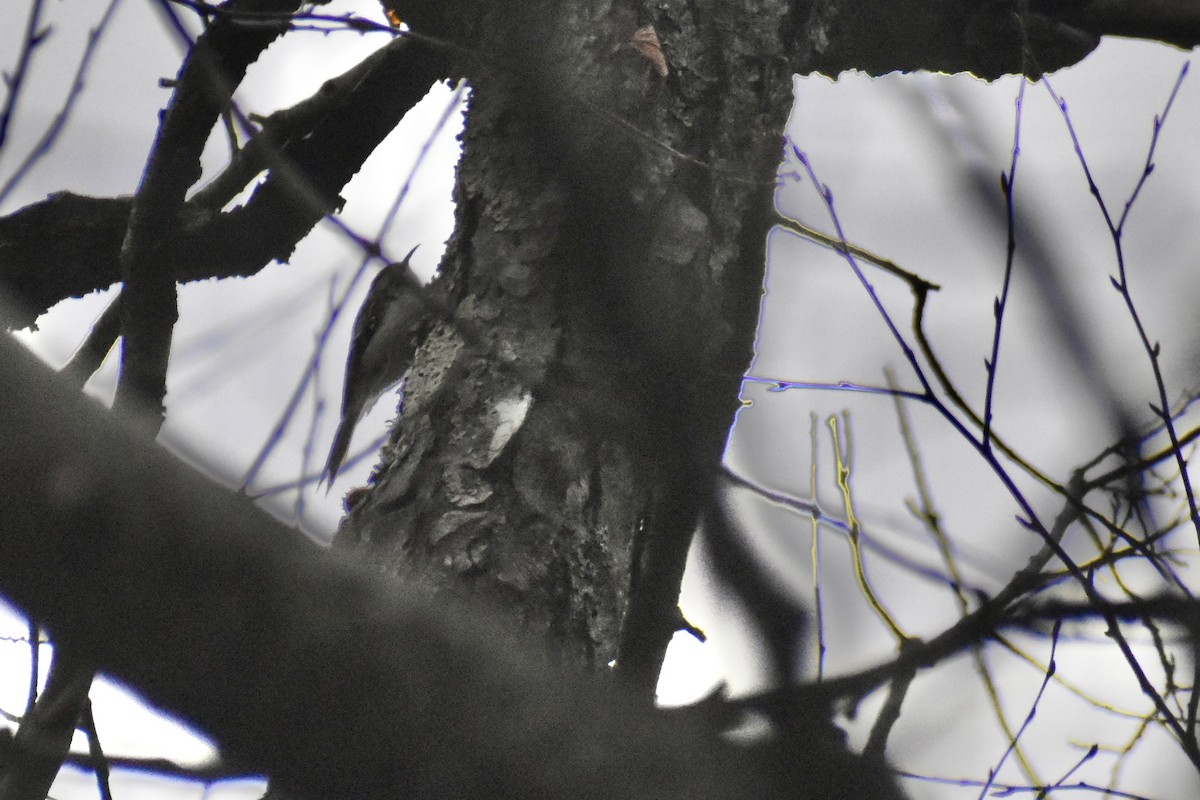 Американская пищуха - ML645690468