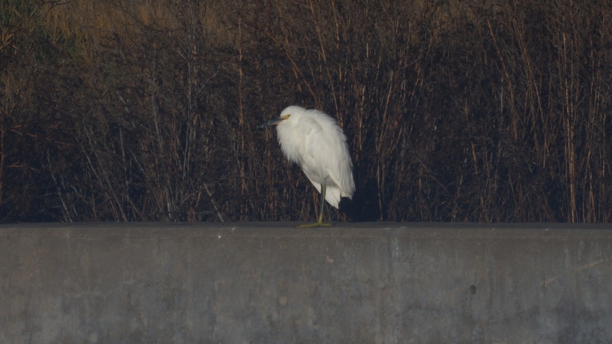 Снежная цапля - ML645690469