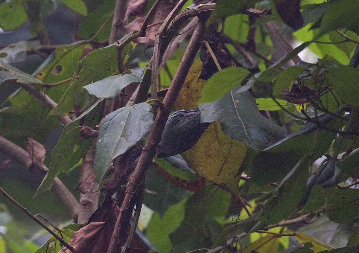 Пёстрая древесница - ML645690470