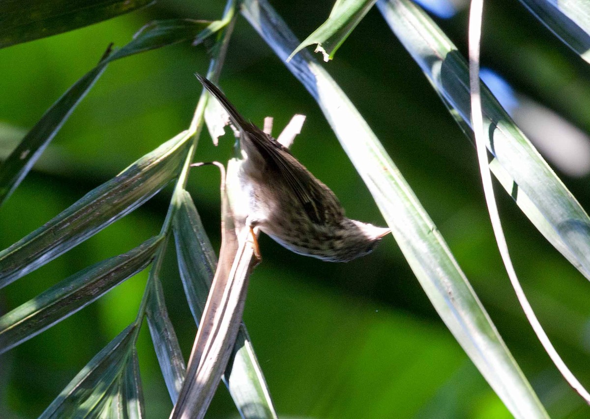 Пёстрая древесница - ML645690471