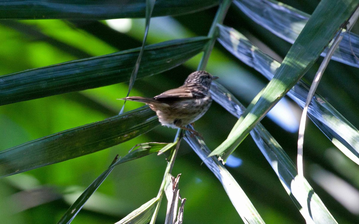 Пёстрая древесница - ML645690472
