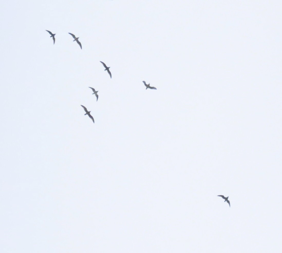 Американская чайка - ML645690473